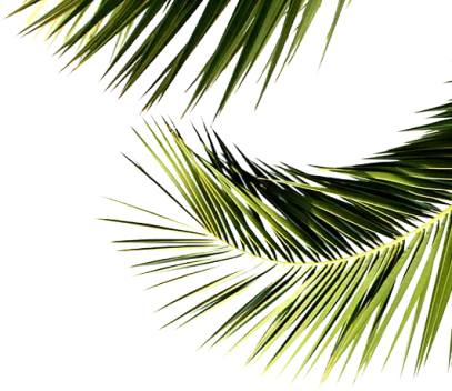 Binghatti Skyrise leaves image